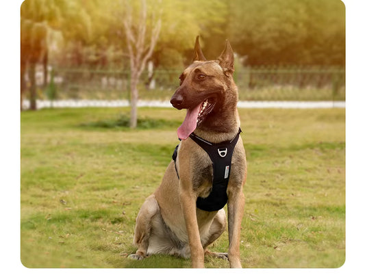 Wag Zone Nylon Dog Vehicle Harness